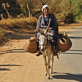 Bawiti - Old man on his donkey